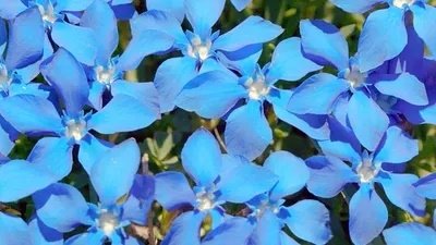 Les Secrets des fleurs sauvages - Là-haut sur la montagne