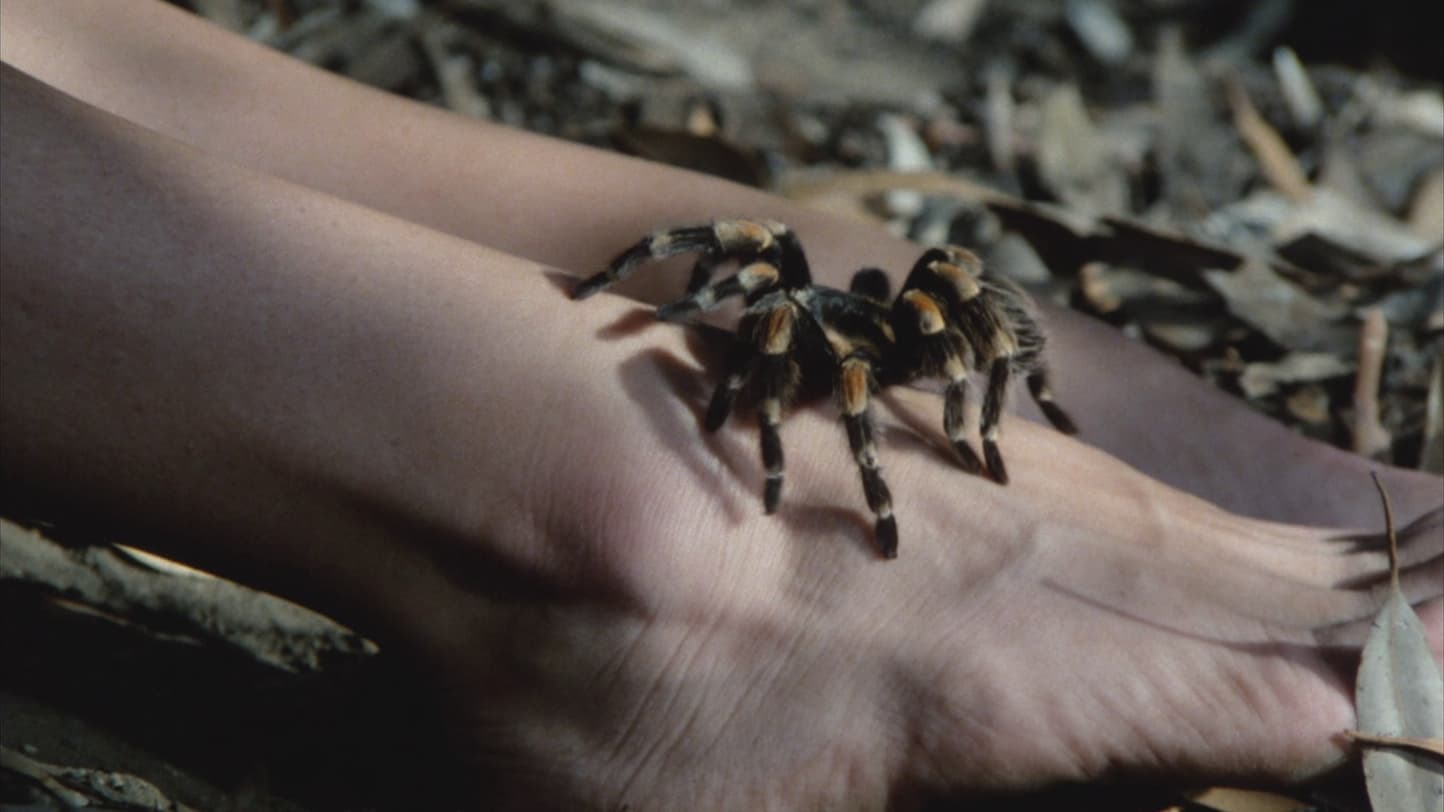 Tarantulas: The Deadly Cargo