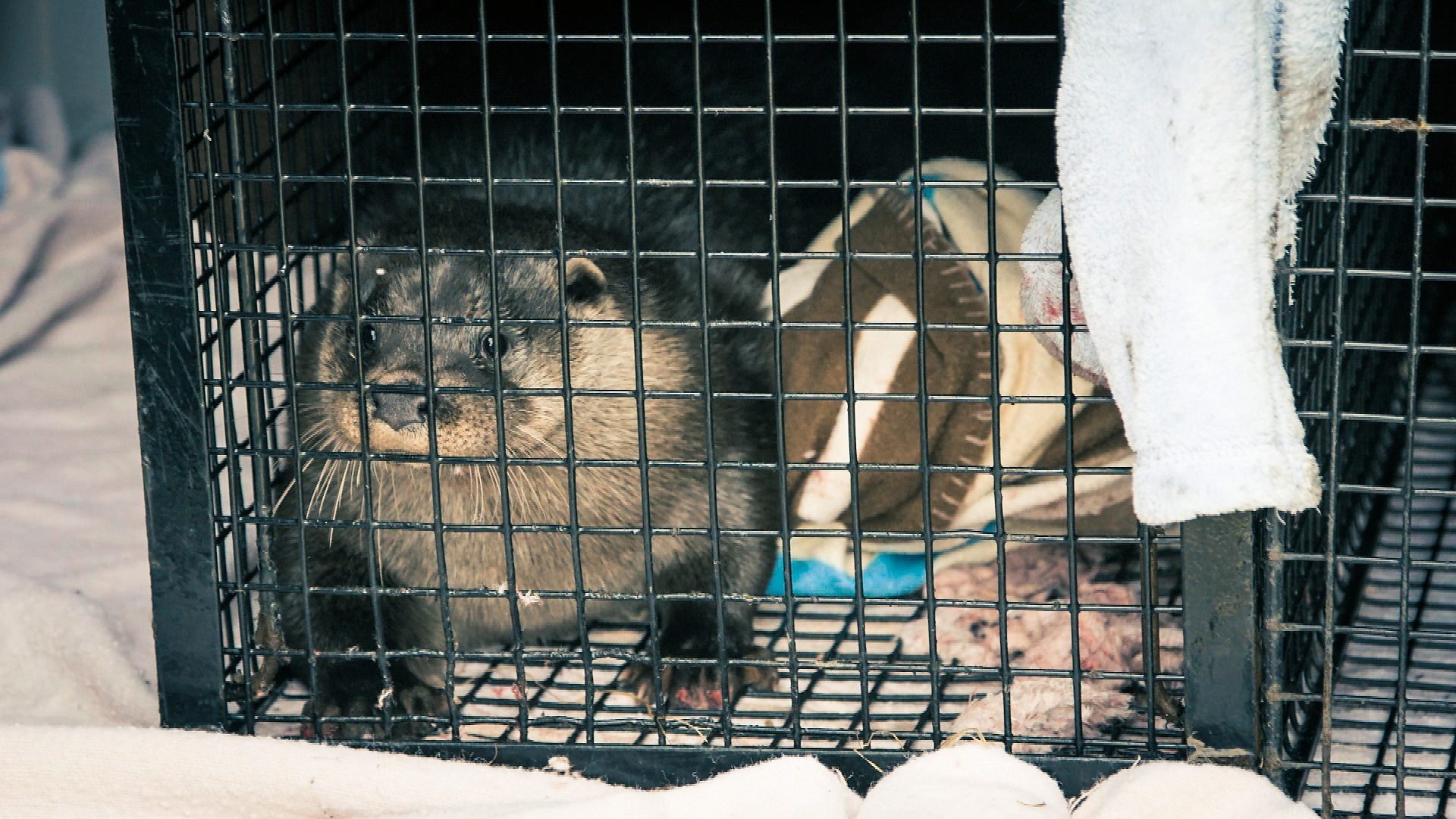 Thumbnail for Shetland Otter Season 1 Episode 9