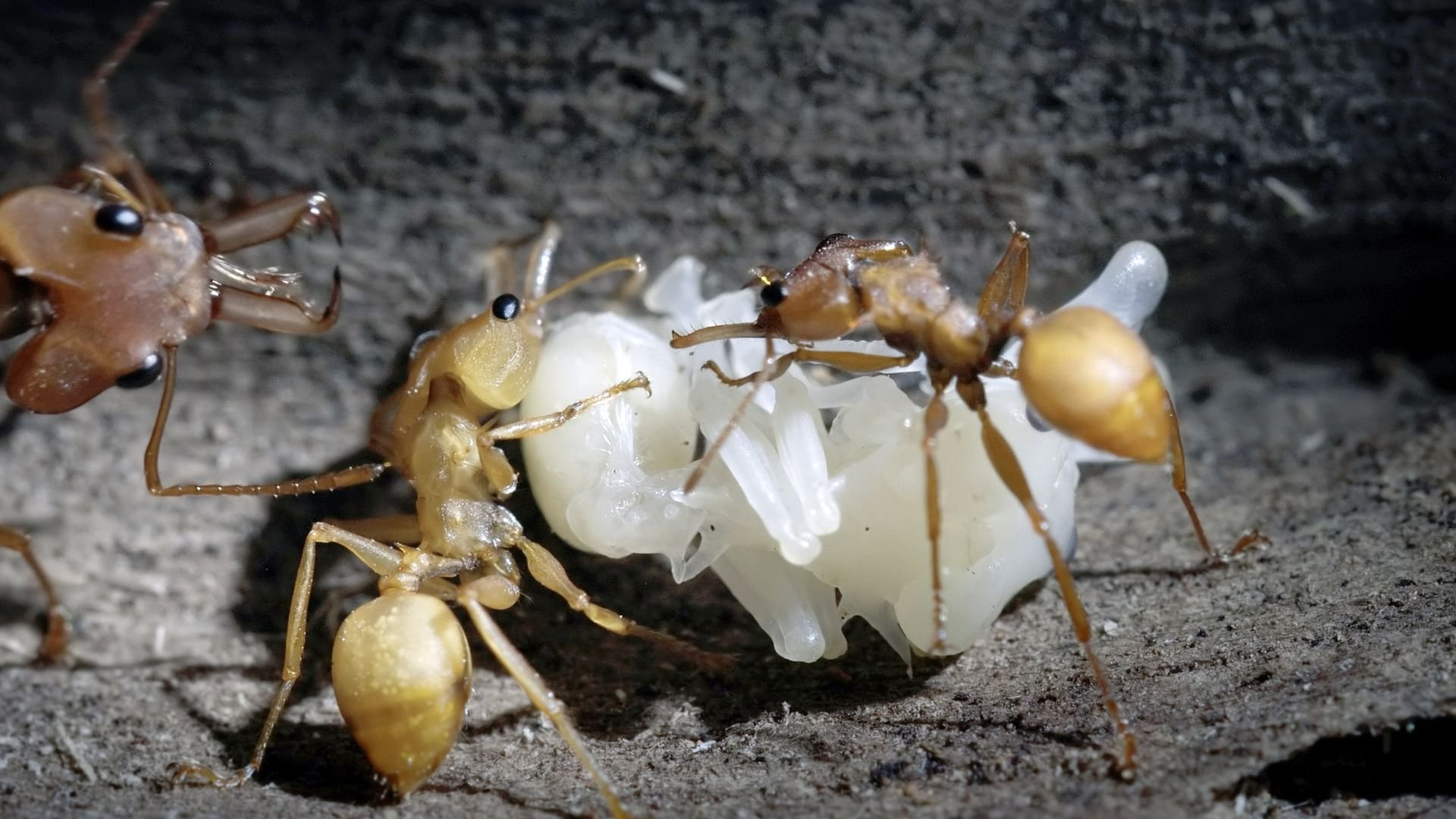 Imagem do Filme La Forêt des fourmis