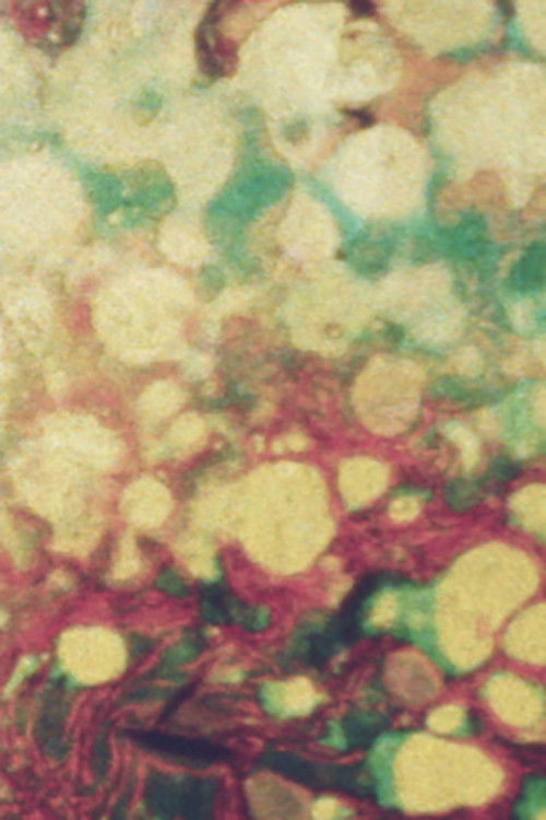 Scottish Concert Poster