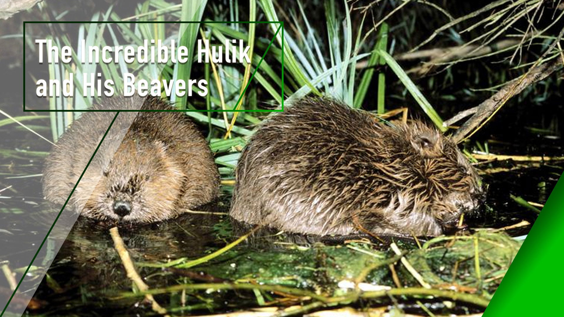 The Incredible Hulik and His Beavers Backdrop Blur
