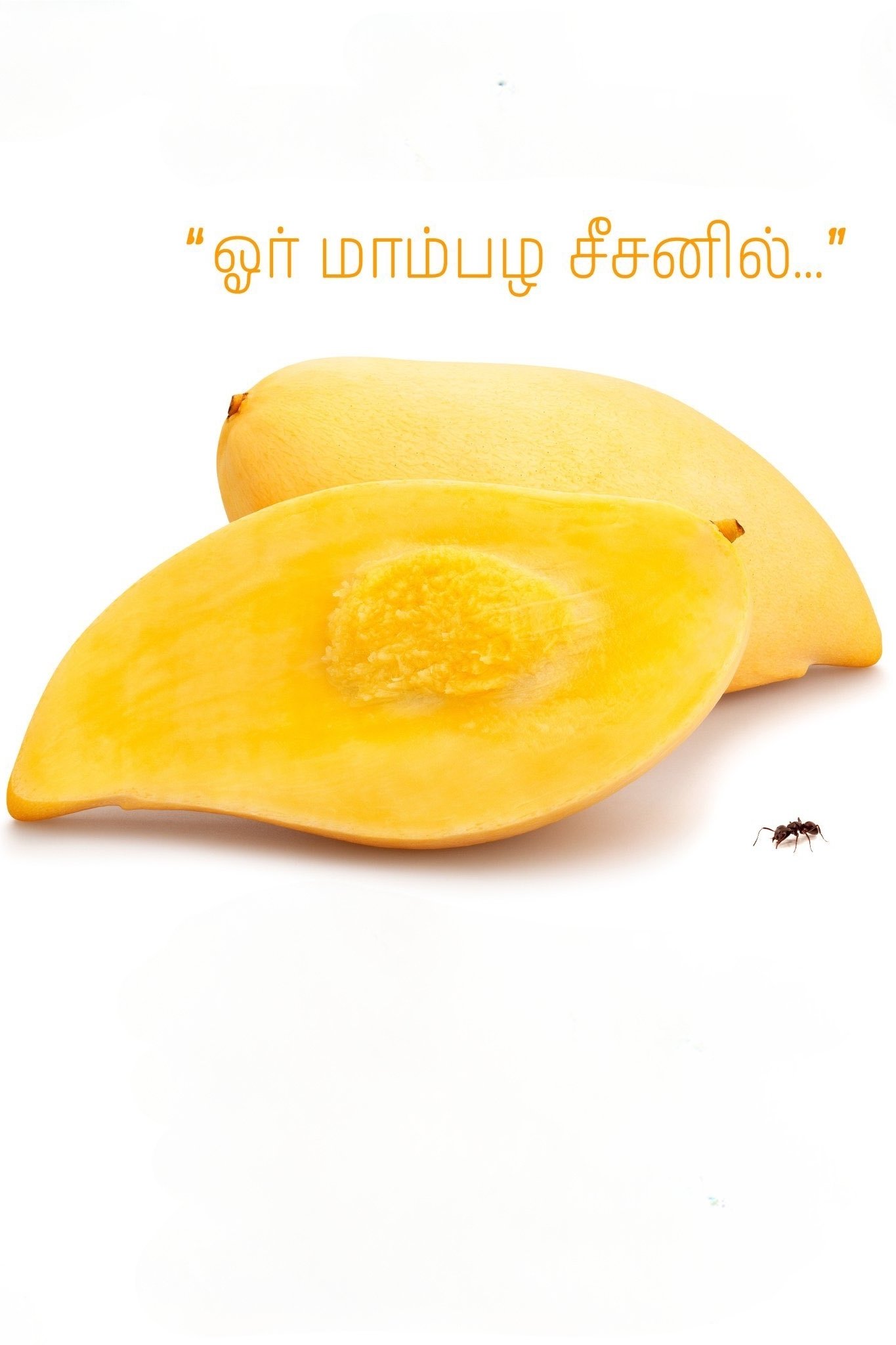 ஓர் மாம்பழ சீசனில்