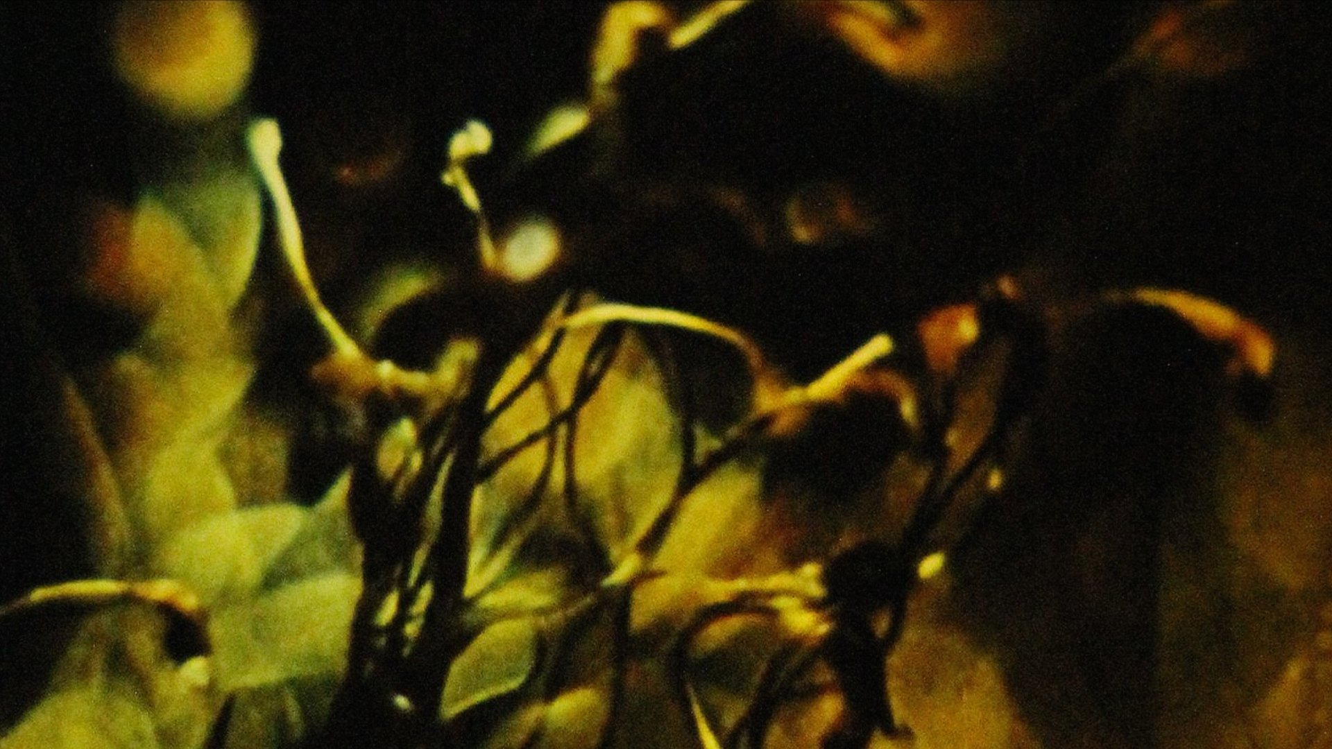 Imagem do Filme A Study in Natural Magic