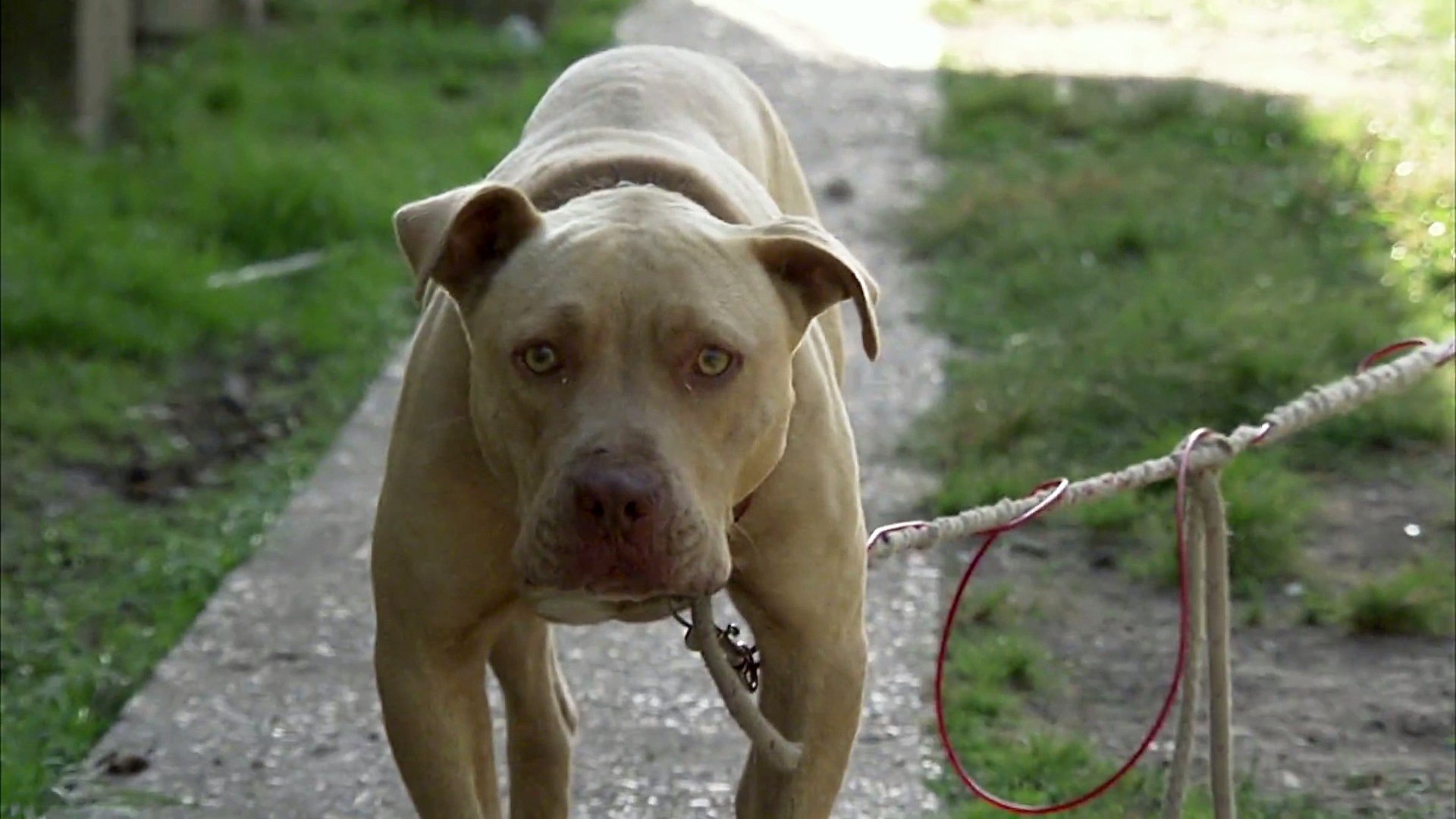 Pitbulls et prisonniers - Épisode 3