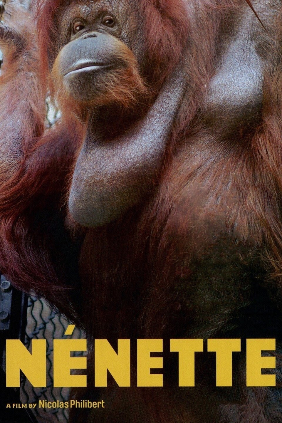 Affiche du film Nénette 22749