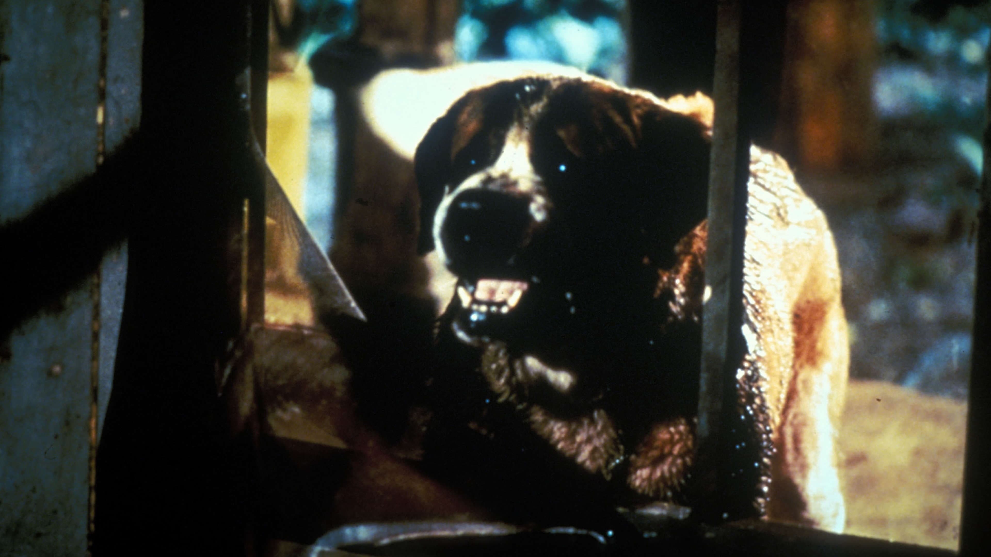 狂犬惊魂 (1983)