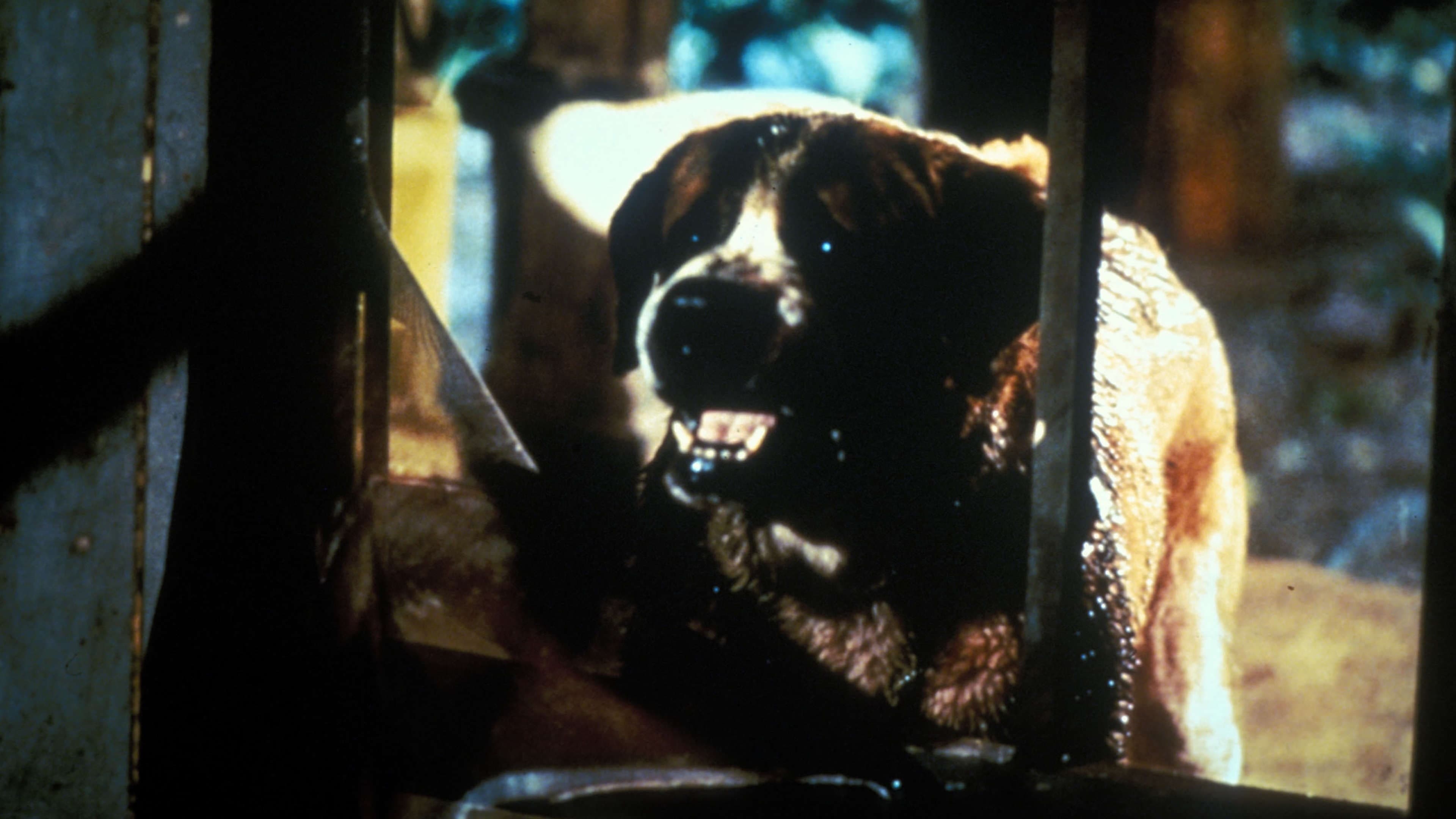 Cujo - O Novo Símbolo do Terror