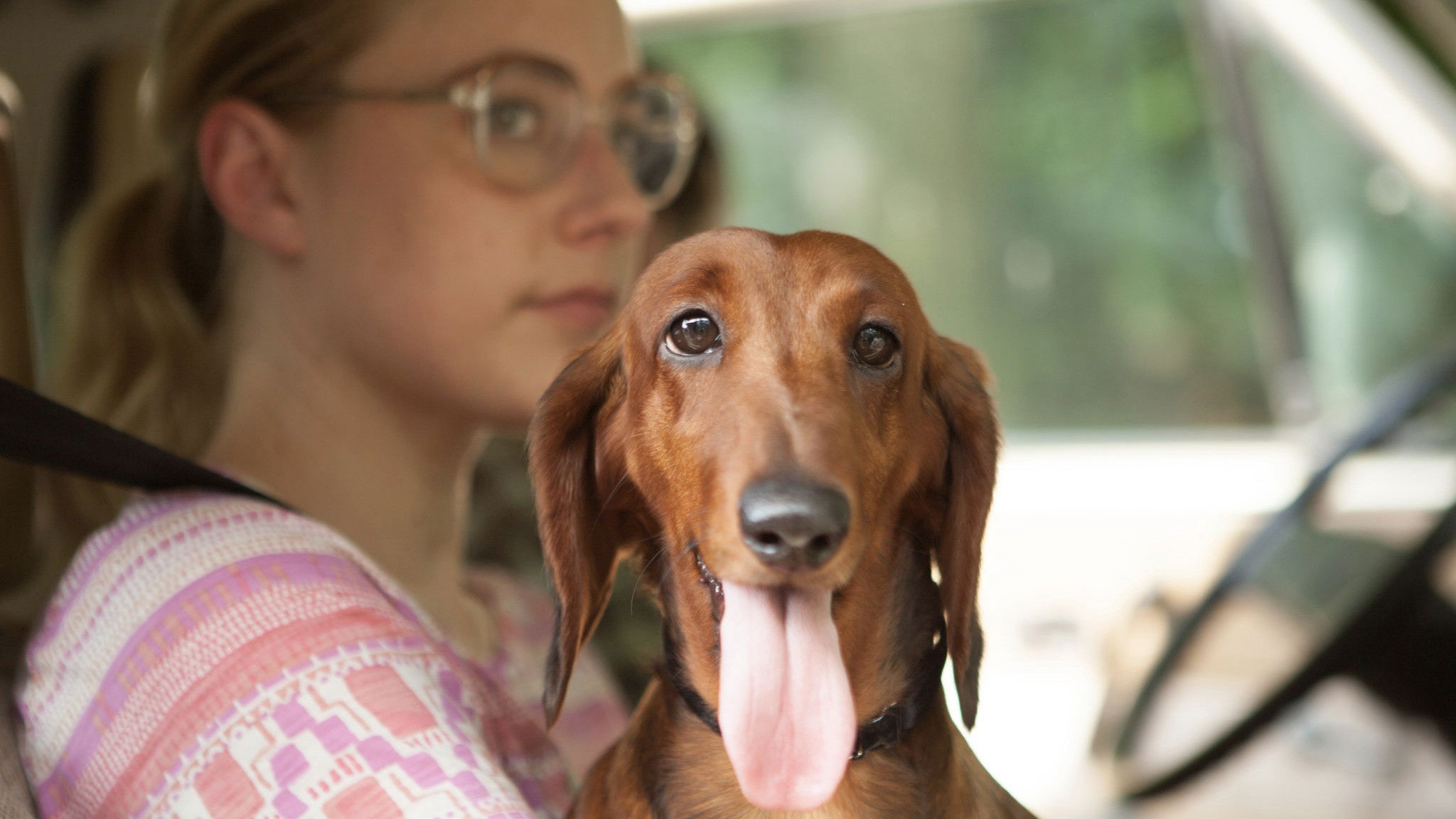 Watch Wiener Dog 2016 Movie Online Free 123movies Watch Wiener Dog 2016 Movie Online Free 123movies