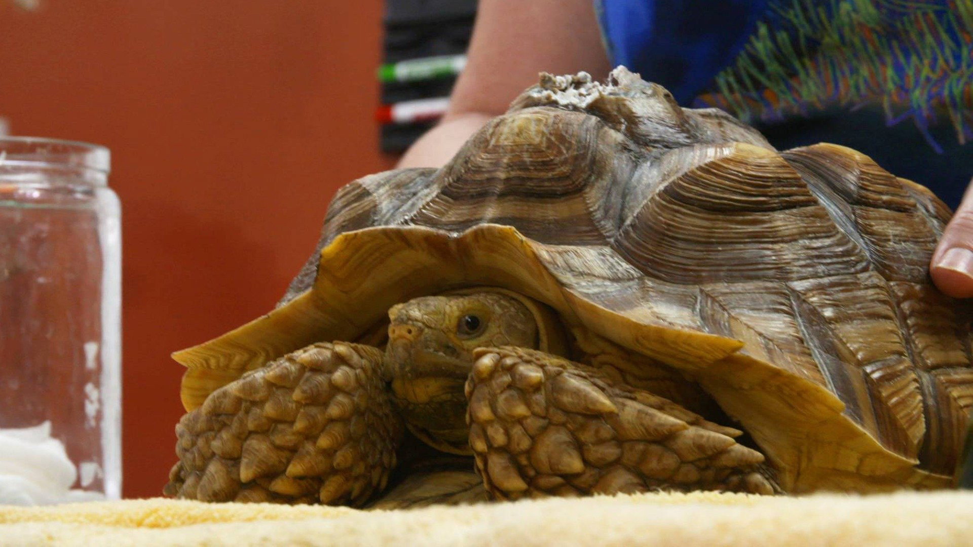 Dr. K's Exotic Animal ER S03E03 backdrop