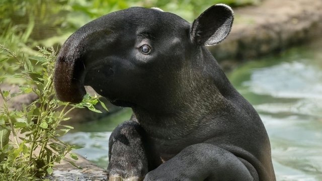 The Secret Life of the Zoo - Épisode 8