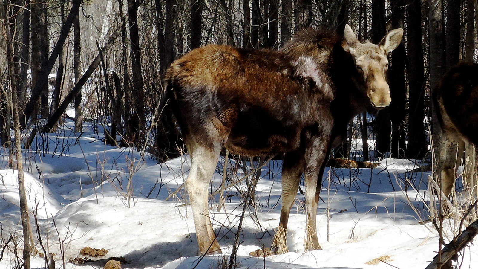 Thumbnail for Moose Rampage Season 1 Episode 4