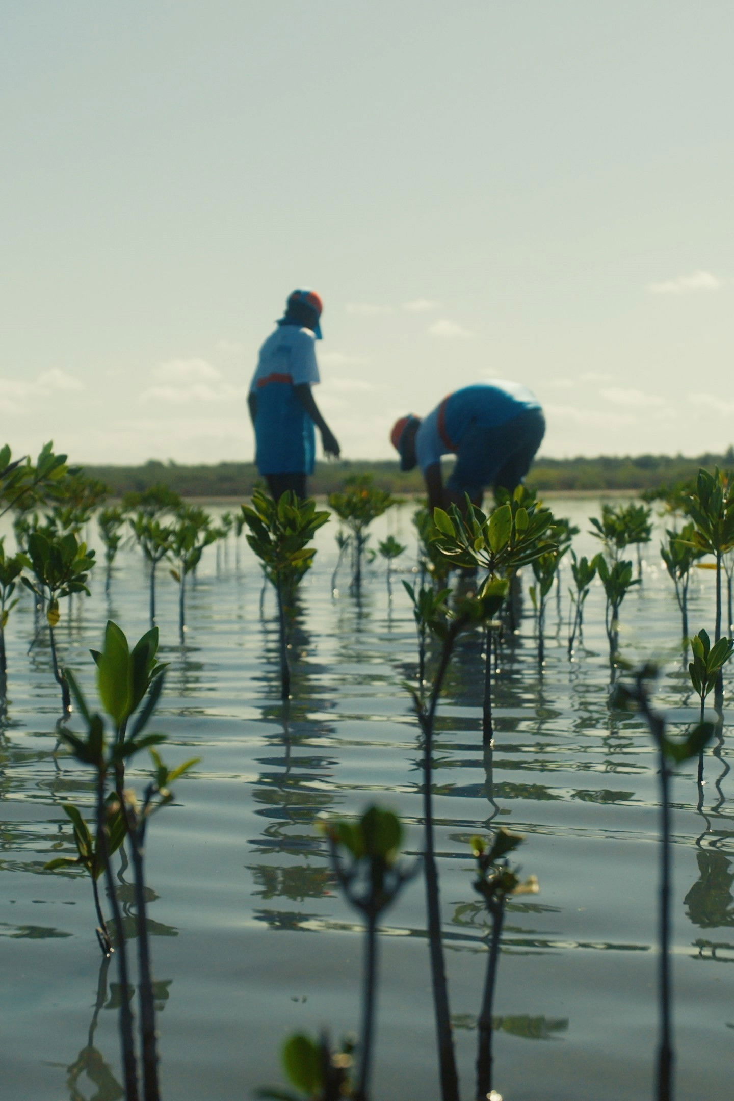 Operation Restoration: Roots