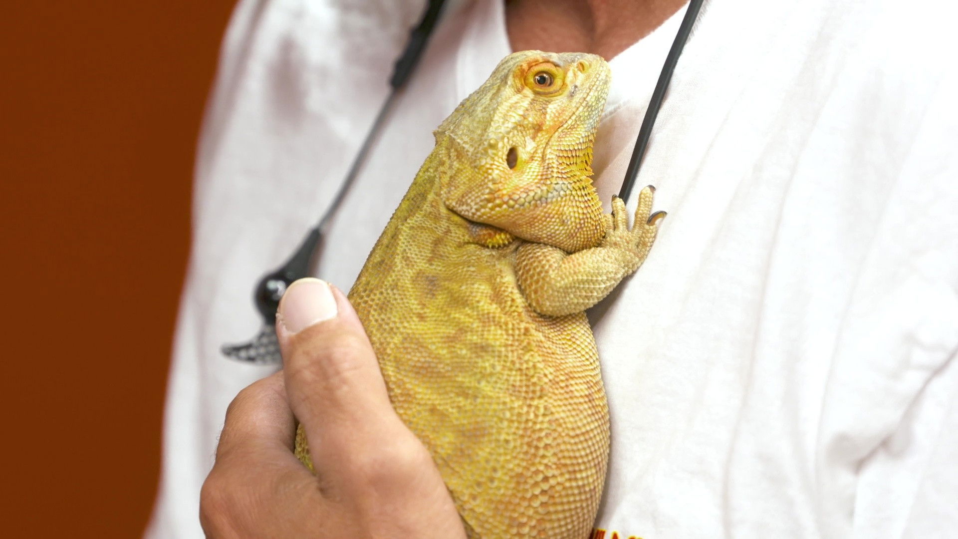 Dr. K's Exotic Animal ER S05E06 backdrop