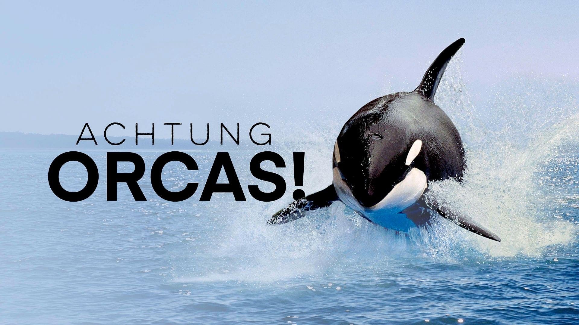 Watch Out for Orcas! Danger Off Gibraltar?