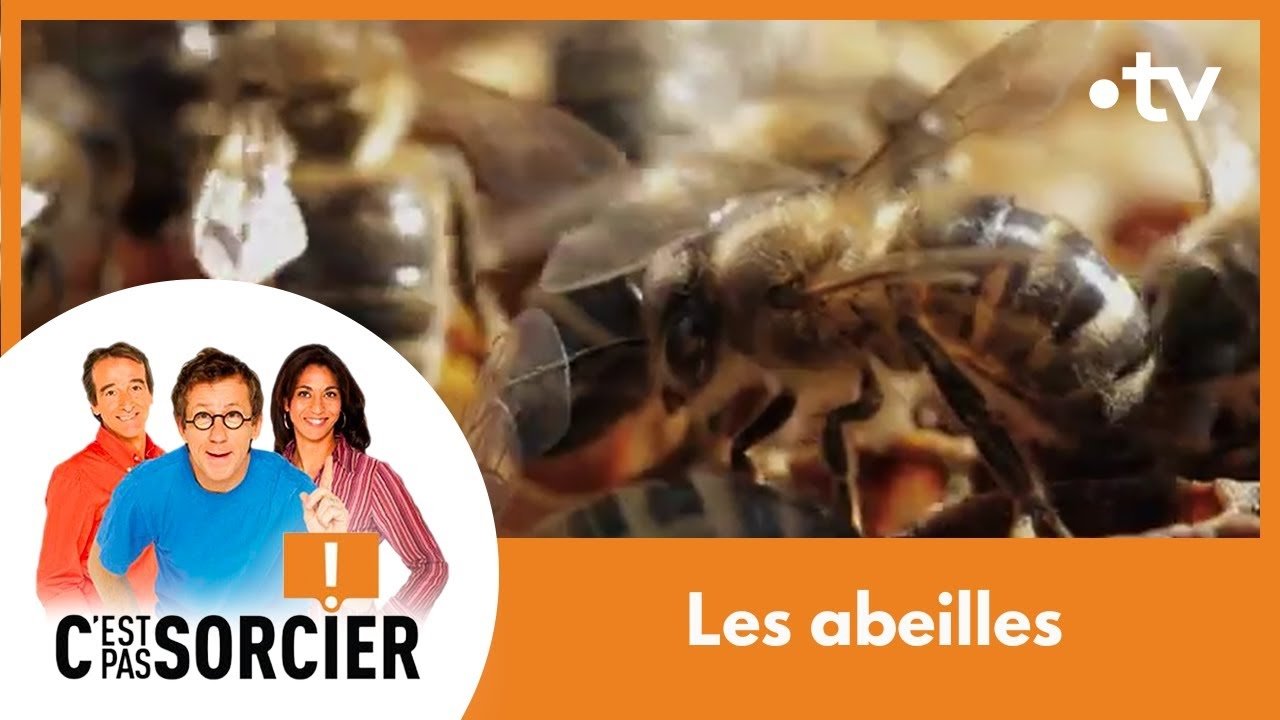 C'est pas sorcier - Le déclin des abeilles