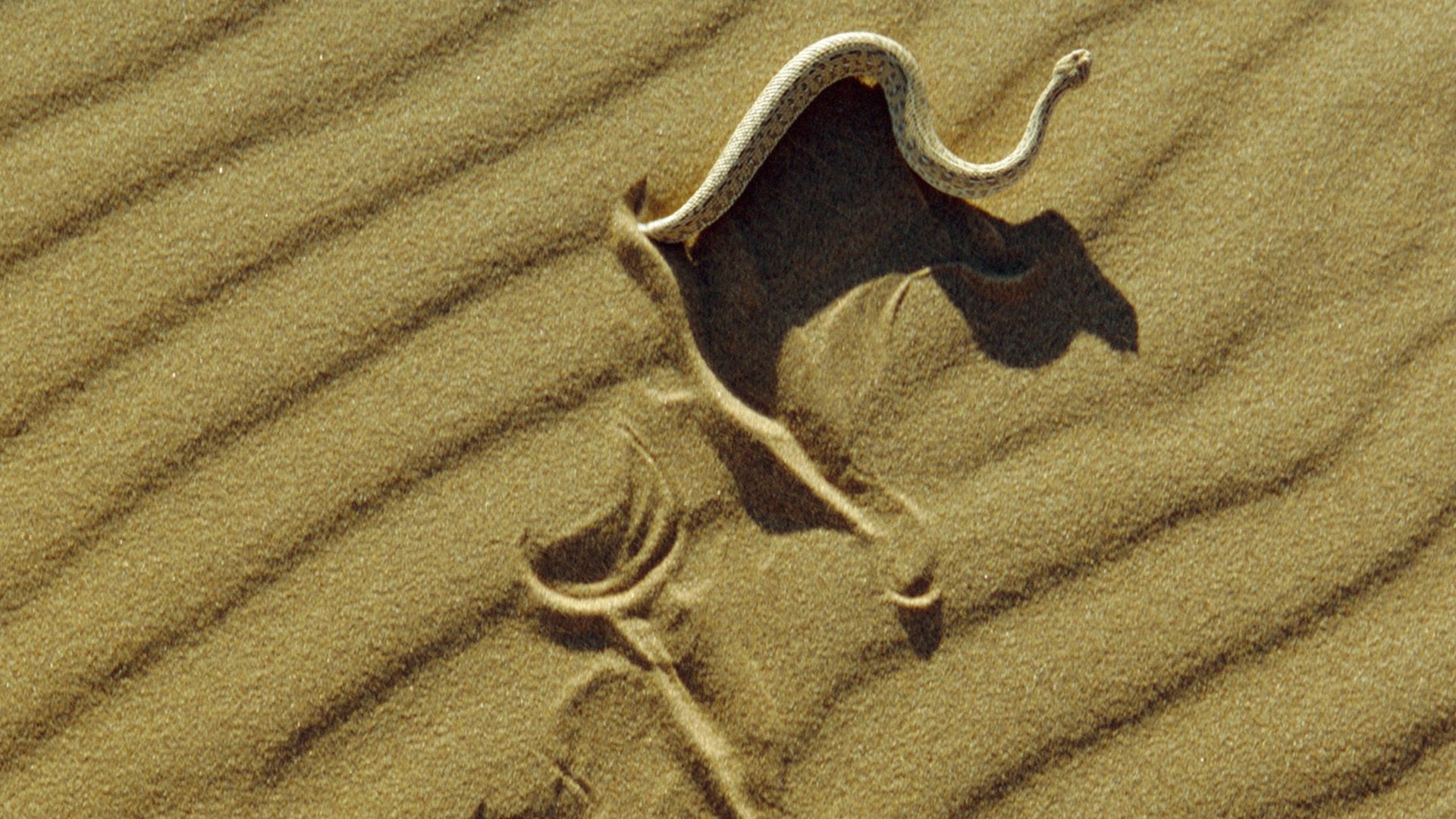 Thumbnail for Namib Desert Season 1 Episode 3