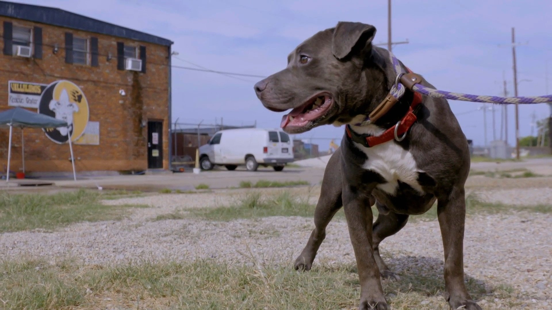 Pitbulls et prisonniers - Épisode 10