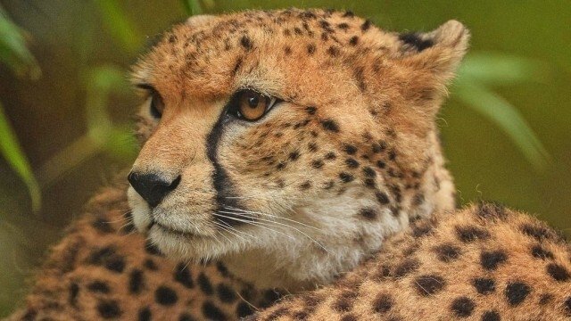 The Secret Life of the Zoo