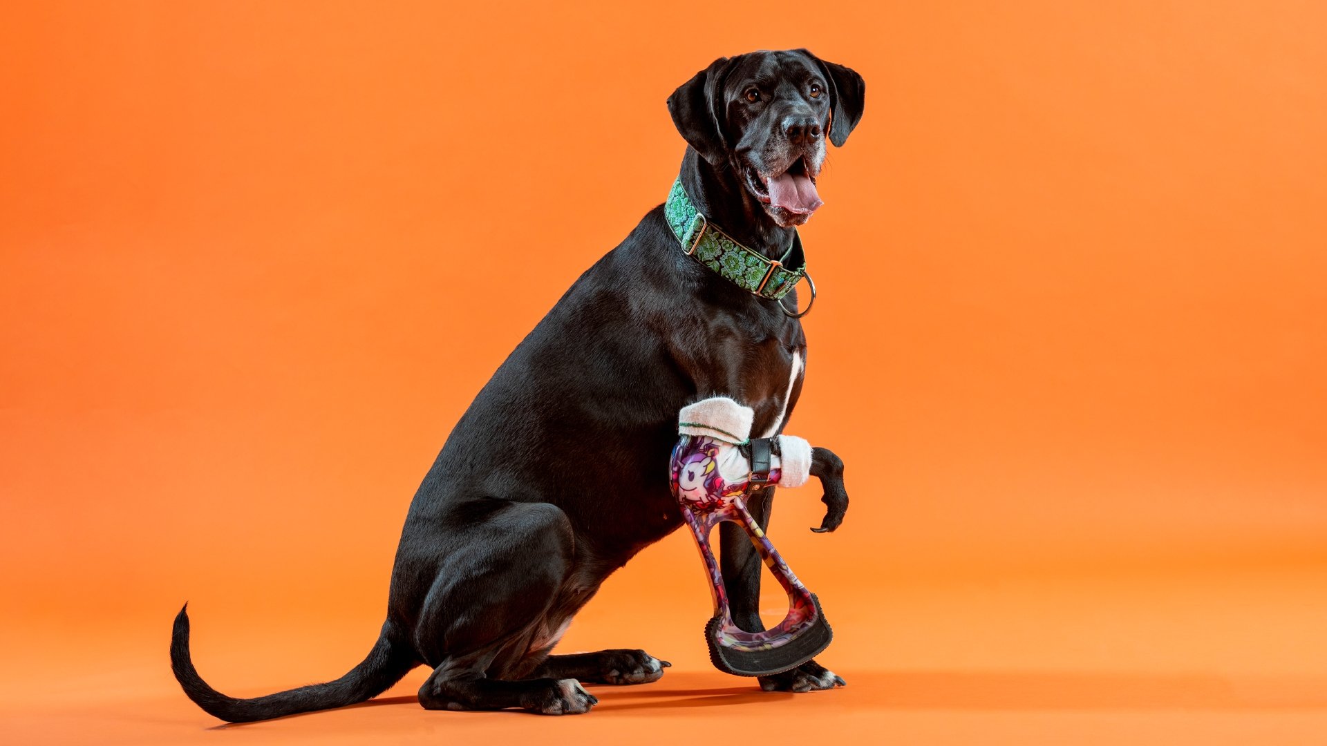 The Wizard of Paws 1x3