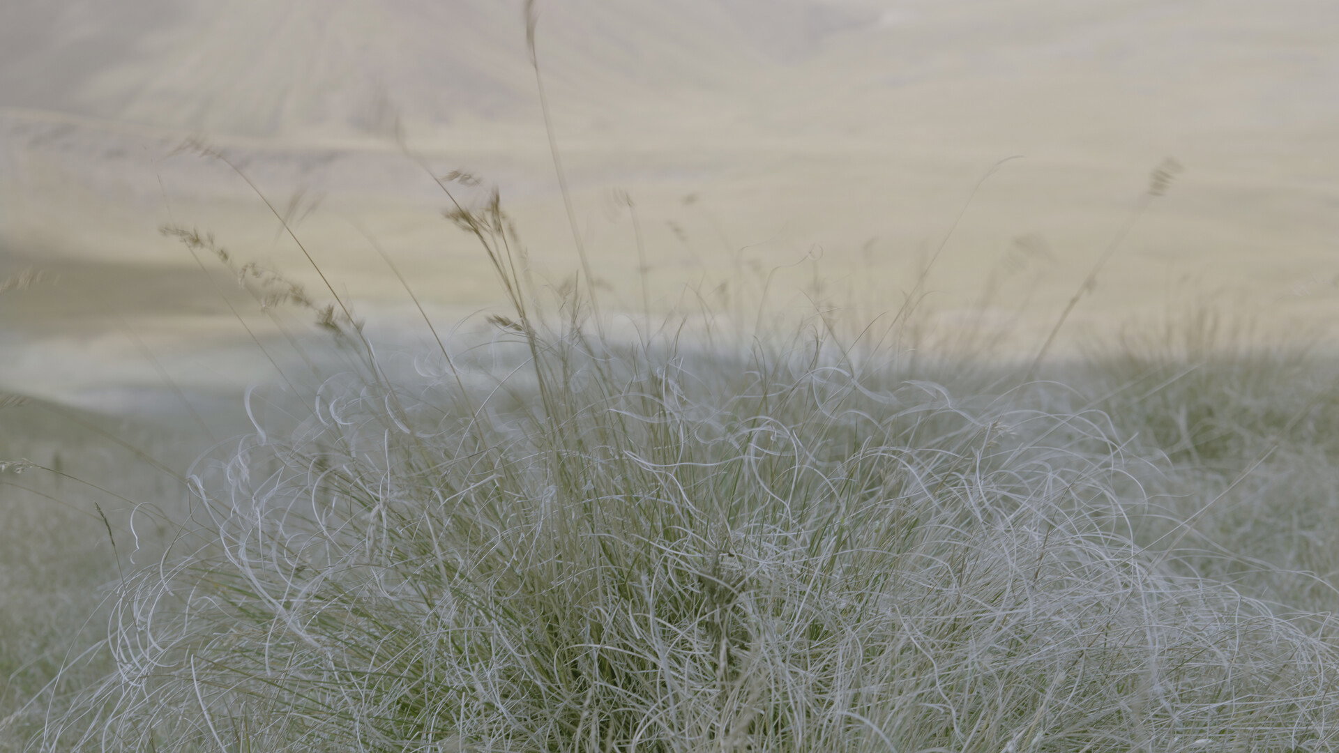 Fibers