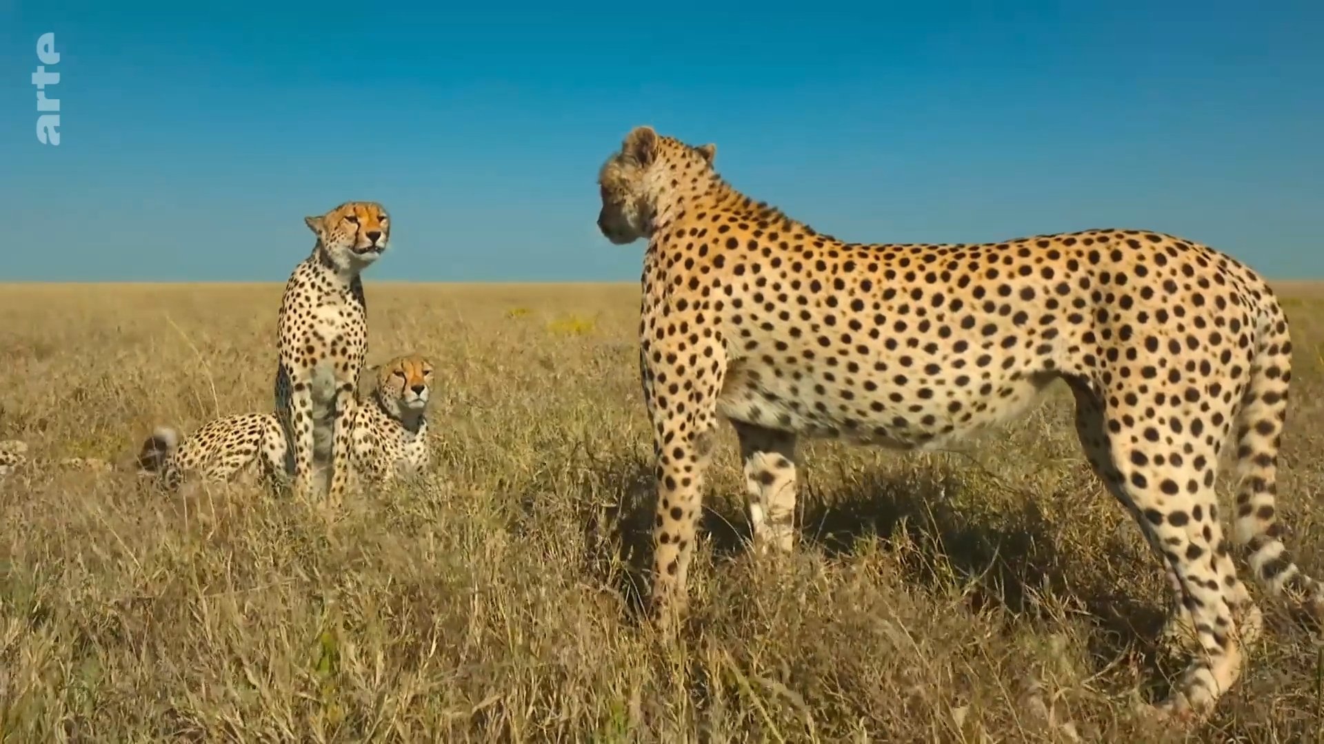 Serengeti - La grande cavalcade des animaux - Le temps de la résurrection