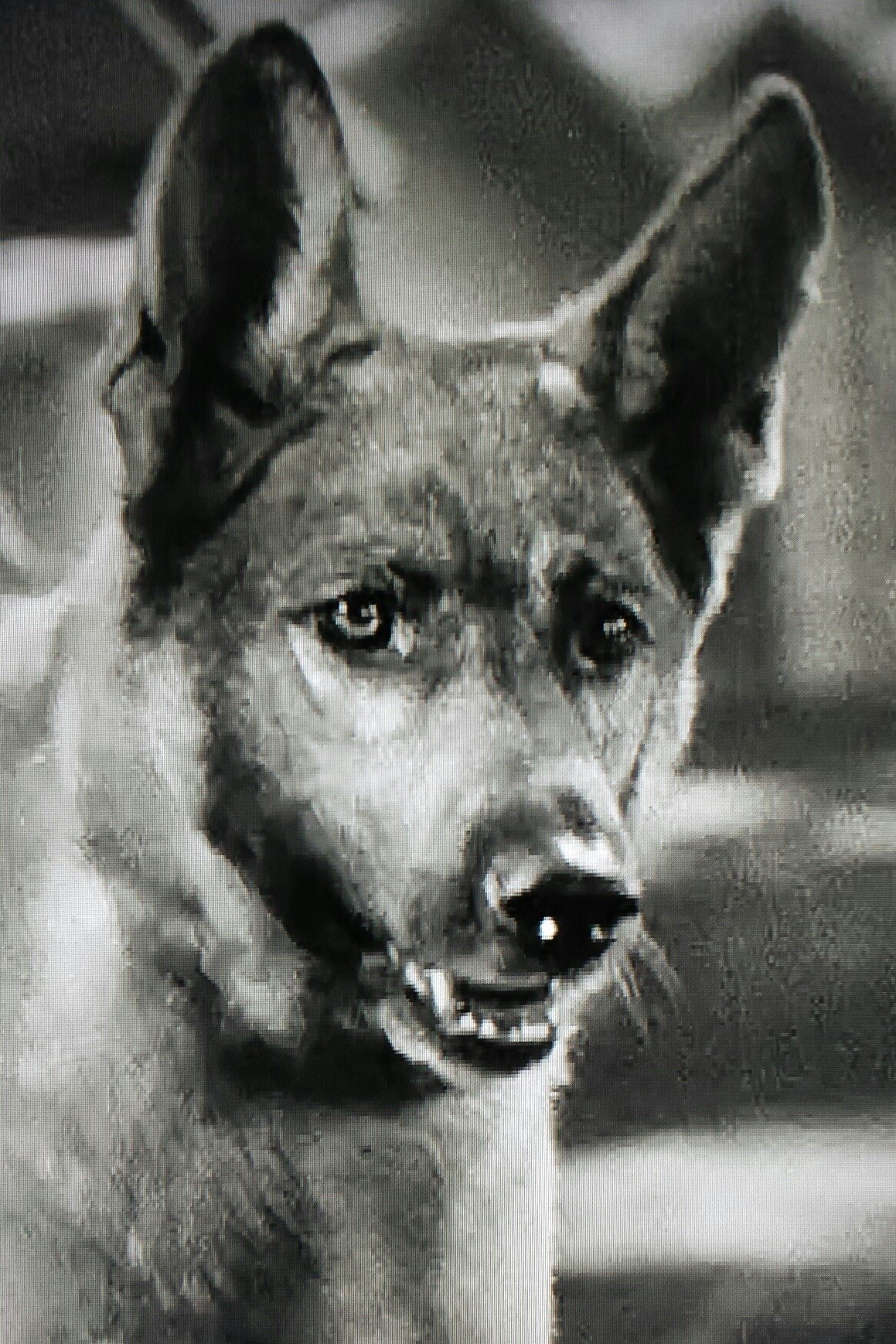 et billede af Grey Shadow