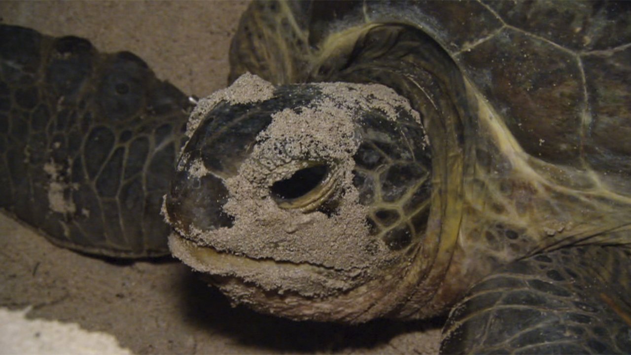 Thumbnail for Turtles Season 1 Episode 7