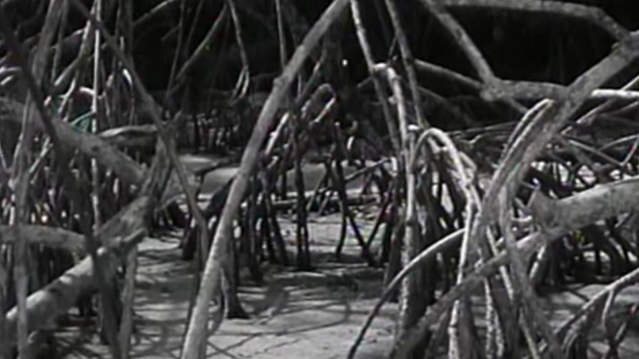 The Cage (1963)