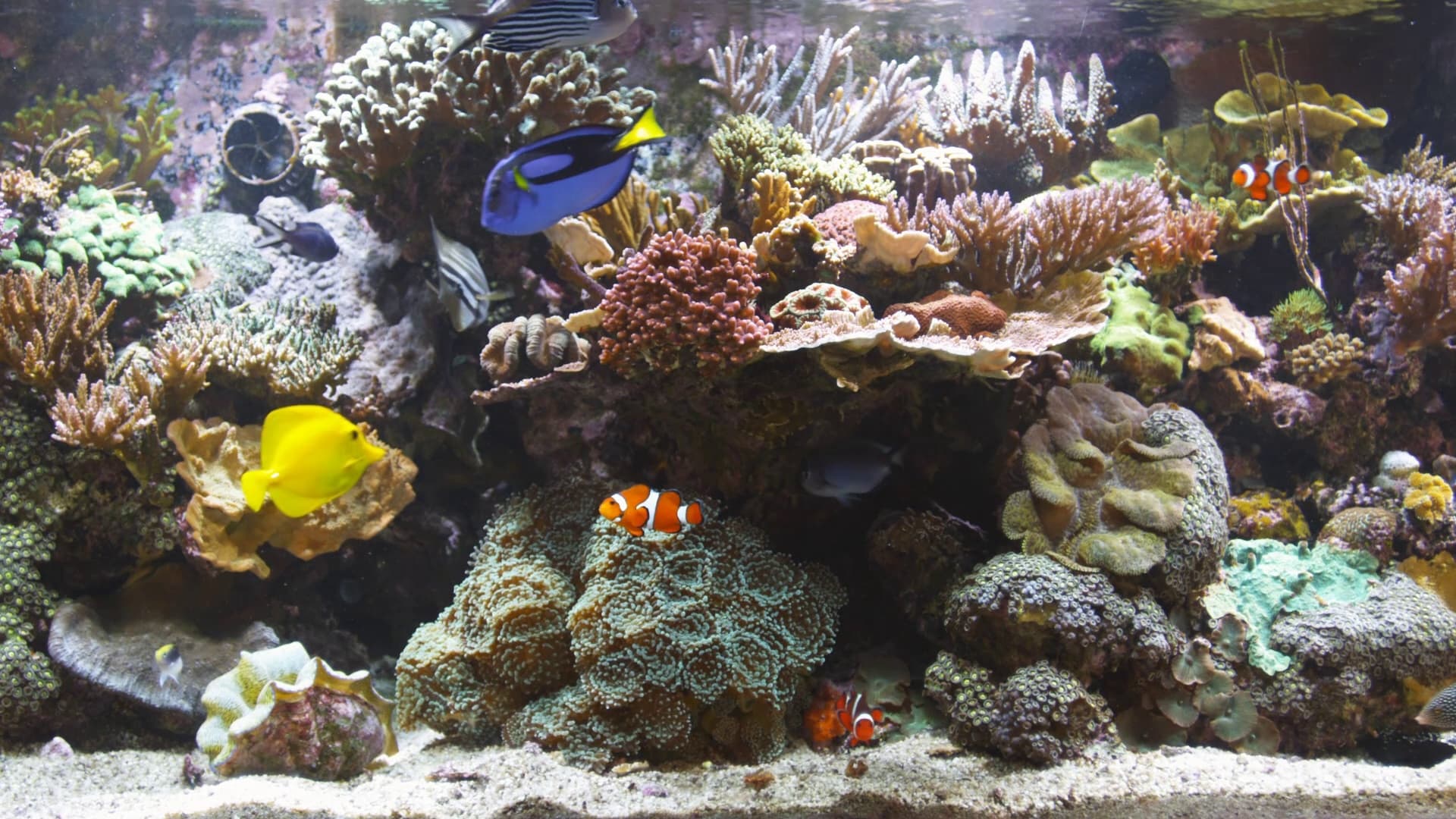 BluScenes: Coral Reef Aquarium