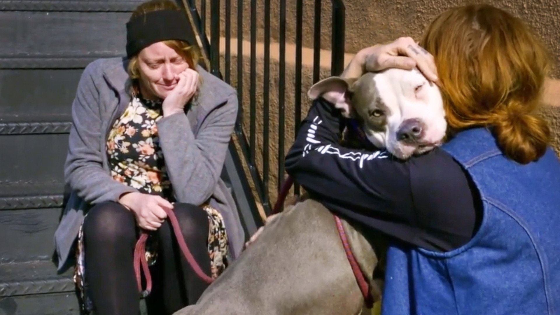Pit Bulls and Parolees