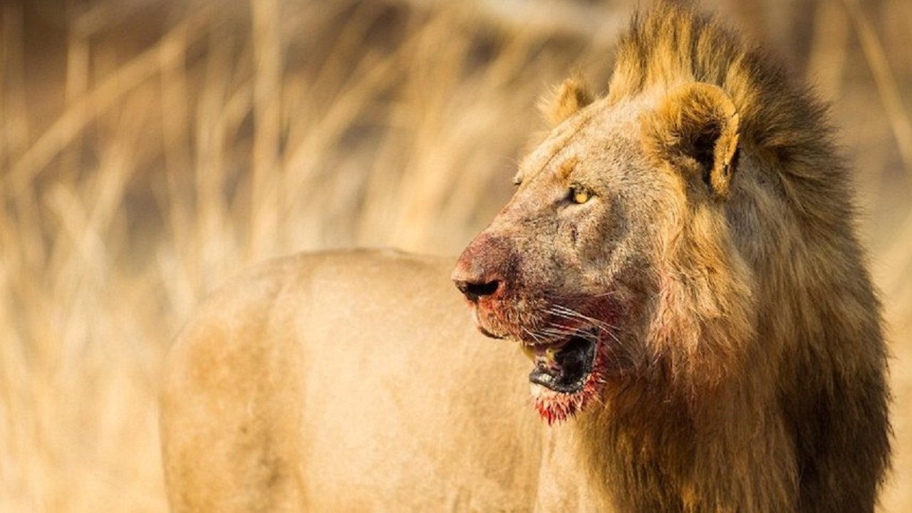 Africa's Deadliest