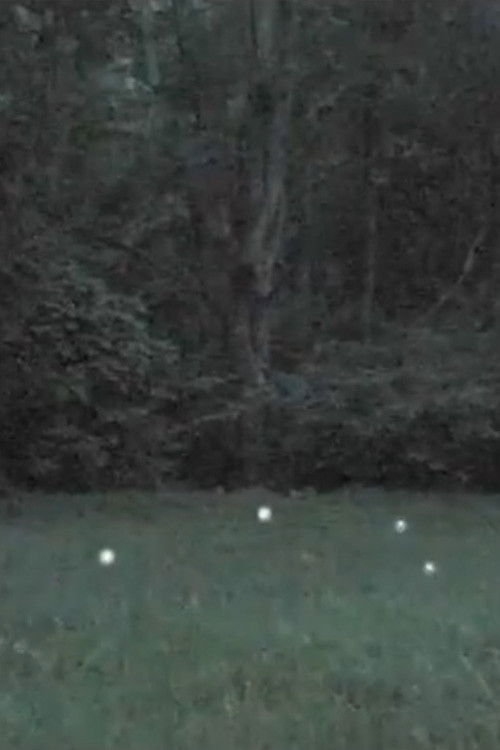 The Acupuncturist Poster