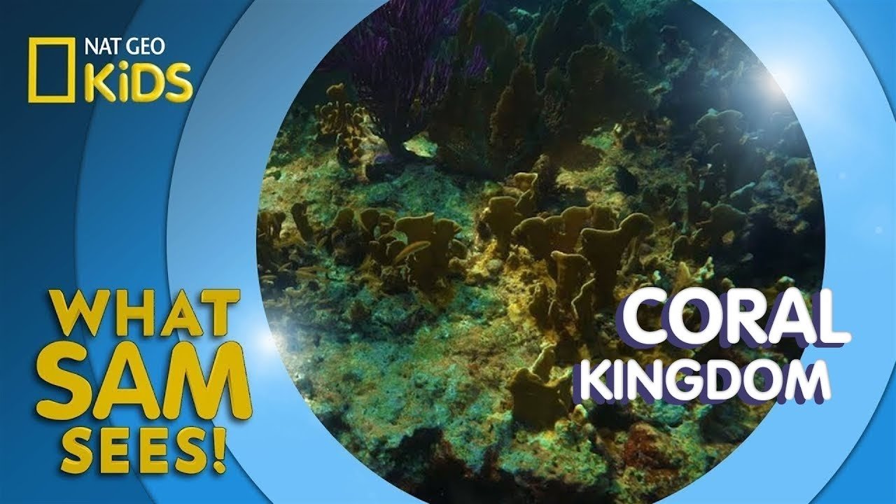 Thumbnail for Coral Kingdom Season 1 Episode 8