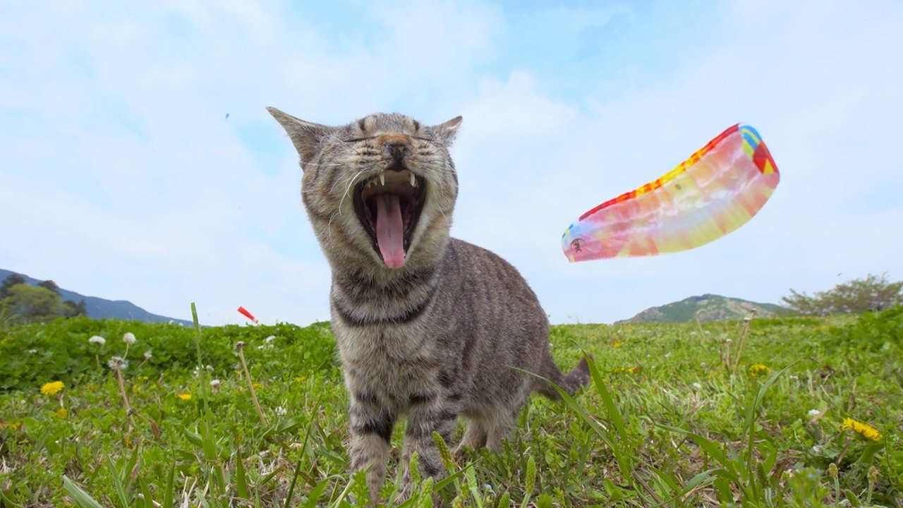 A Cat's-Eye View of Japan - Épisode 24