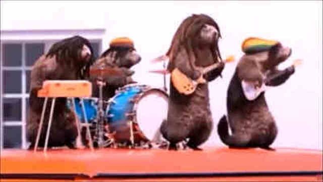 Les Marmottes - Rastas