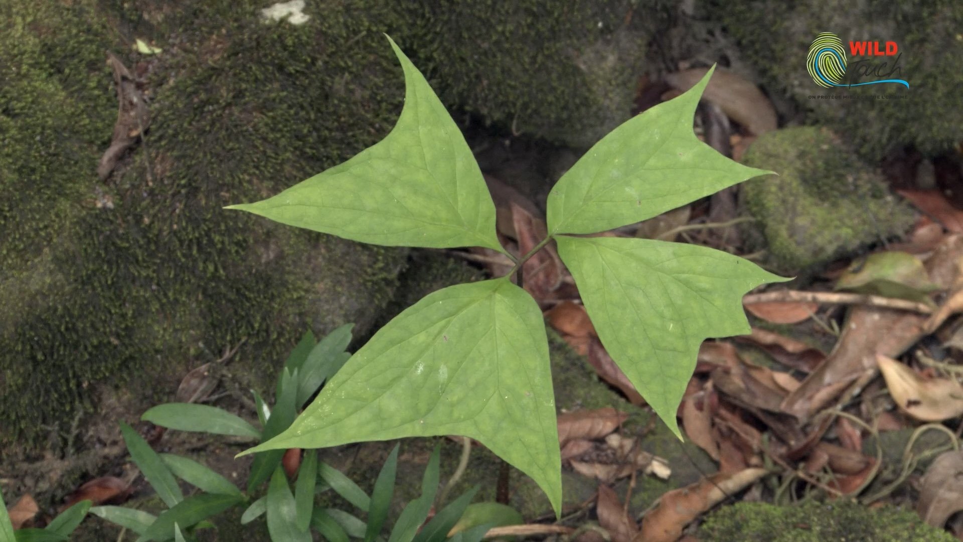 Botanist Francis Hallé Explains... (2013)