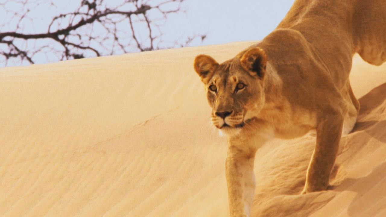 Terra X - Eine Erde viele Welten Season 1 :Episode 2  Episode 2