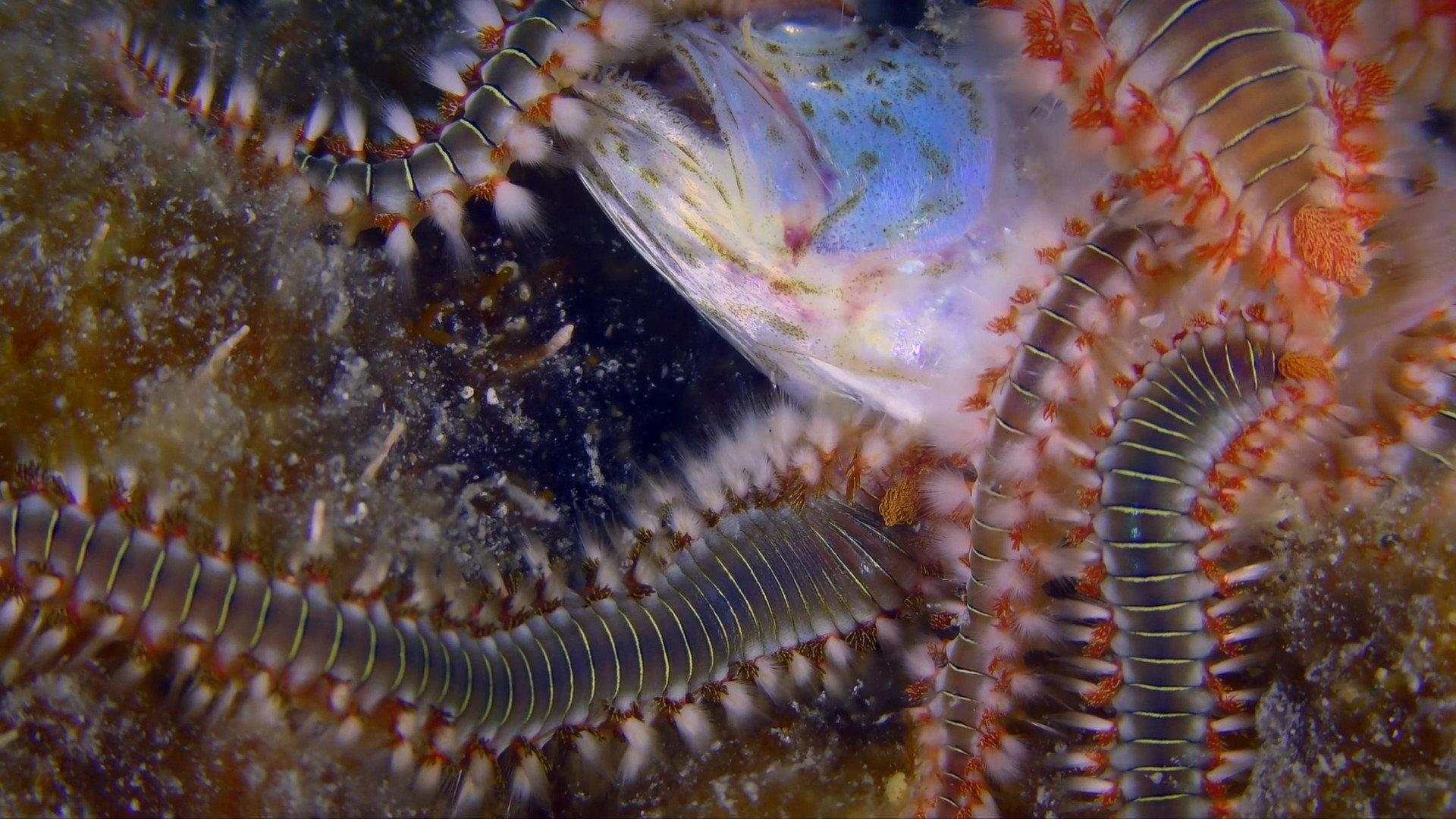 Kings of Pain S02E10 backdrop