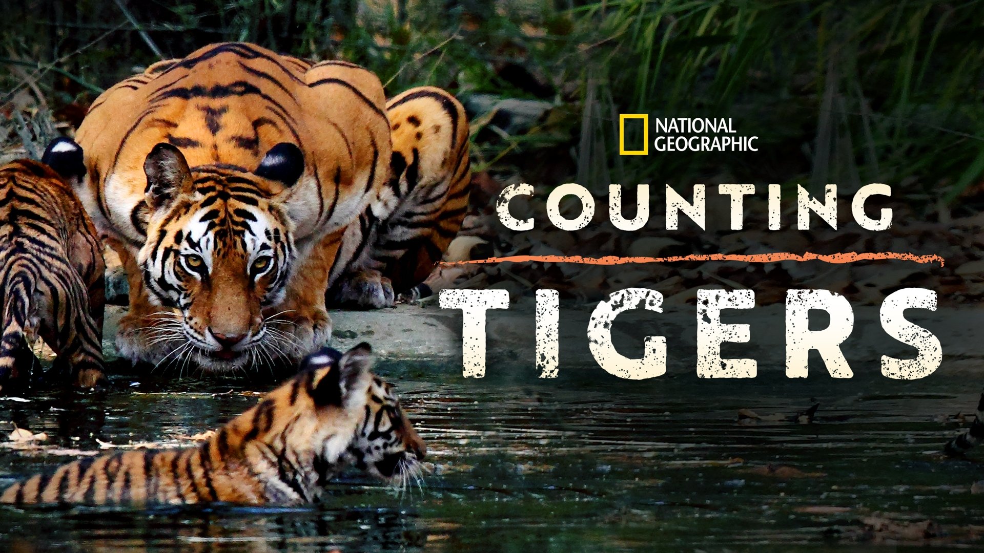 Counting Tigers