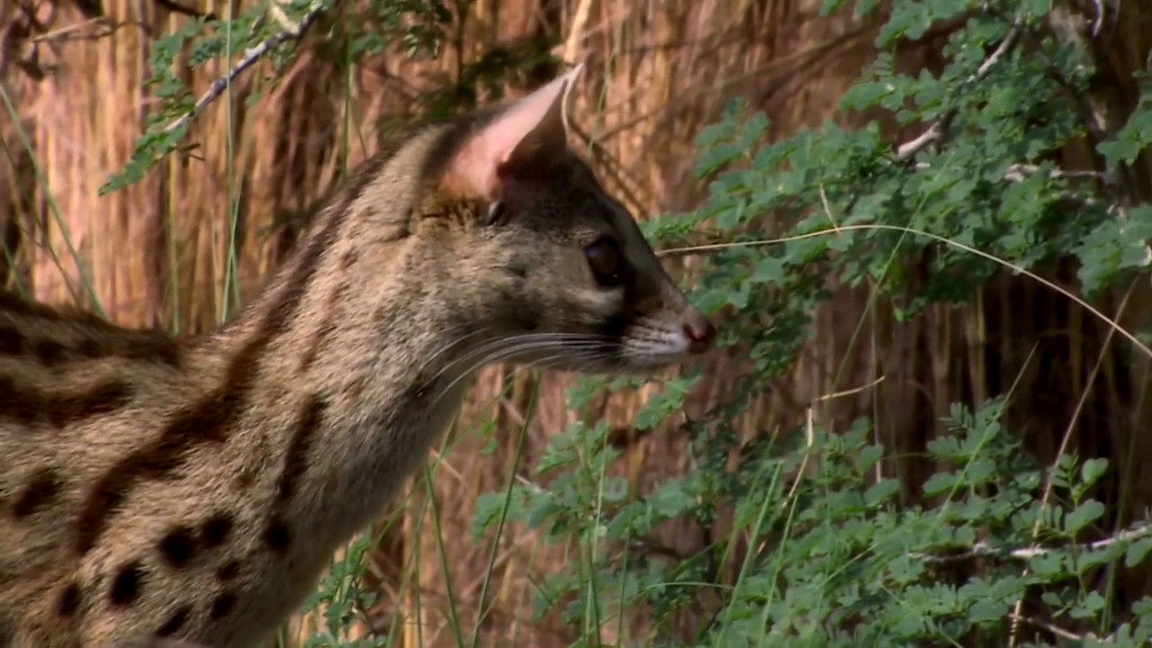 Thumbnail for Royal Secrets Season 1 Episode 5