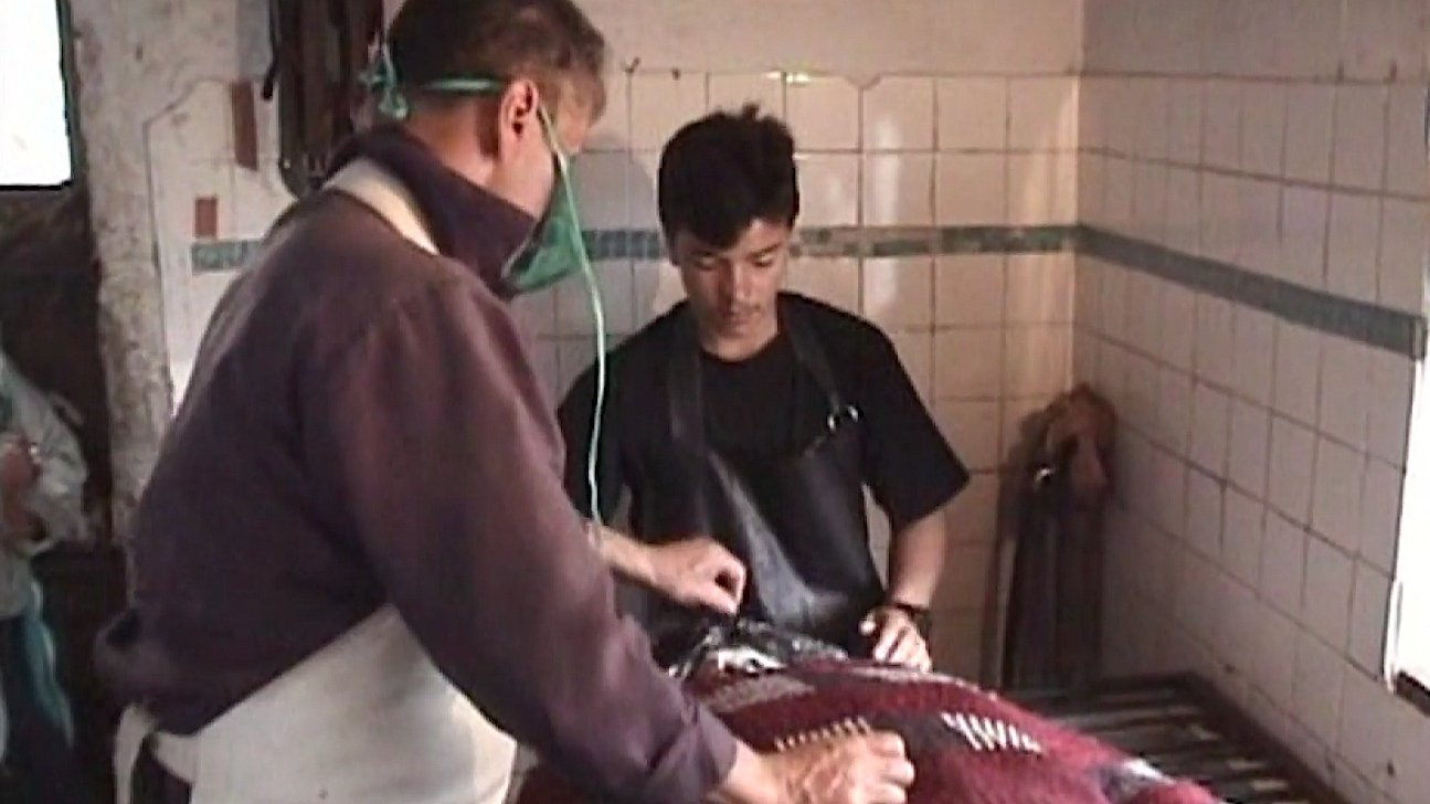 Orozco el embalsamador (2001)