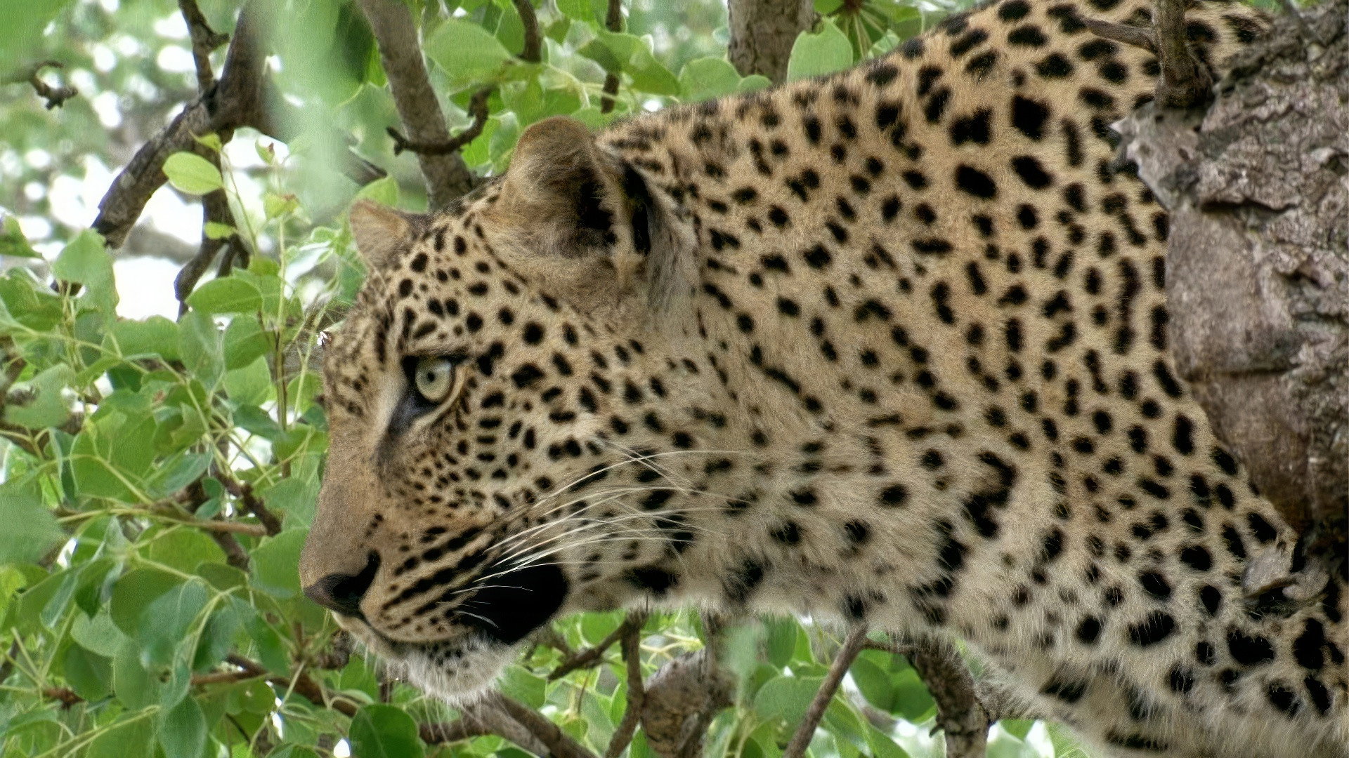 Earth Odyssey with Dylan Dreyer S05E23 backdrop