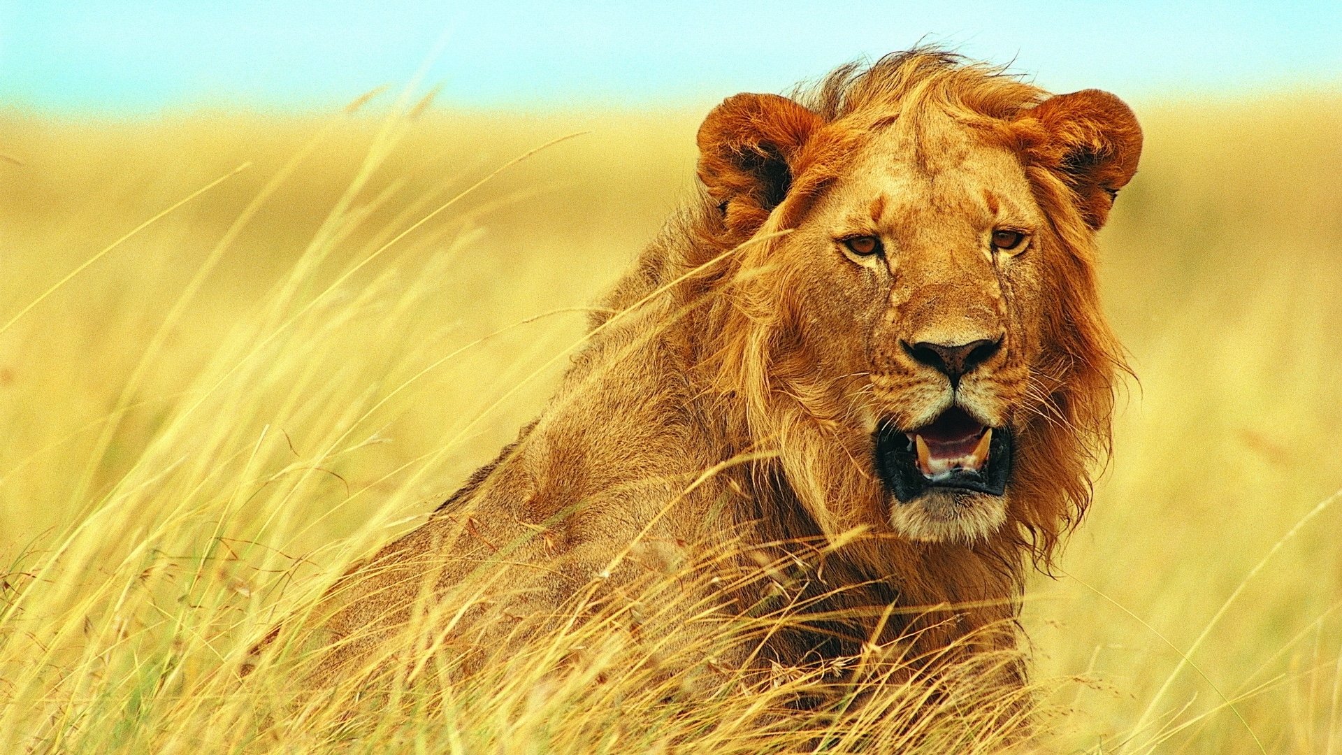 Walking with Lions (2004)