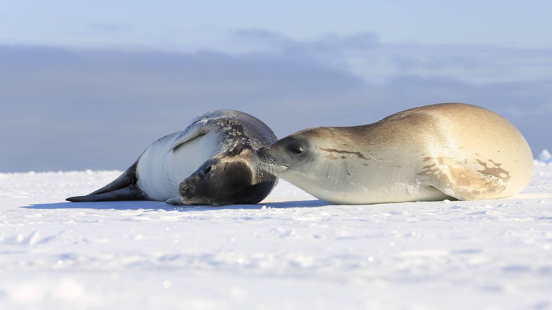 Continent 7: Antarctica