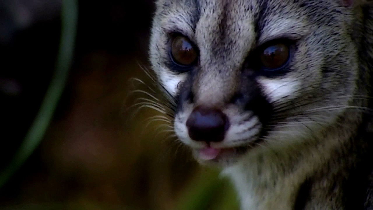 Thumbnail for Nosy Neighbours Season 1 Episode 3