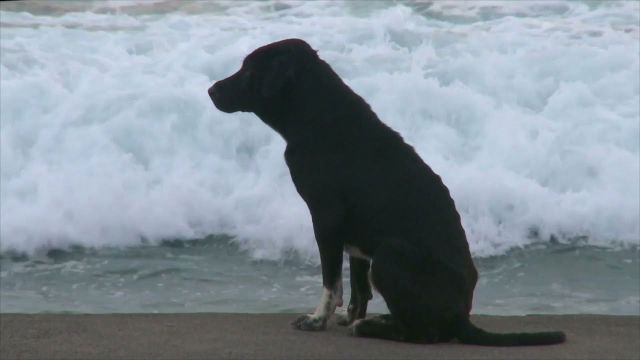 Bali: Island of the Dogs backdrop image