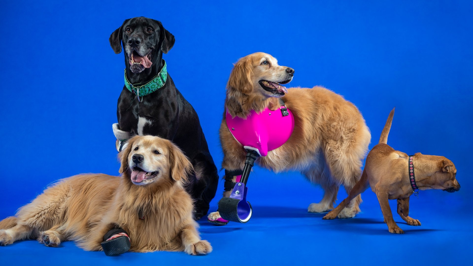 The Wizard of Paws 1x2