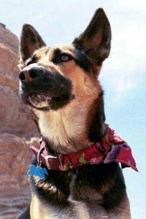 Sadie as Dale Dierker's Dog (uncredited)