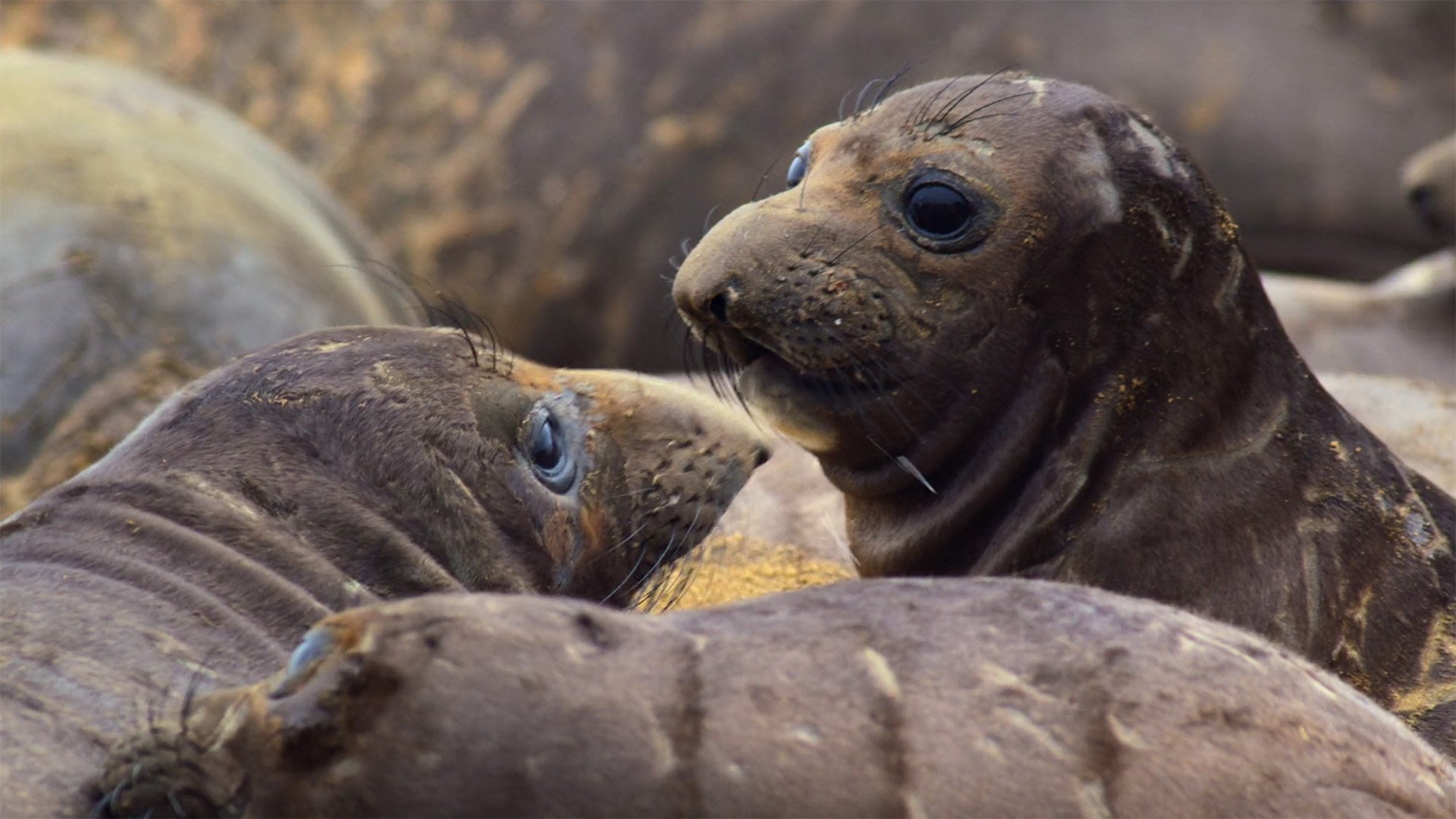 Thumbnail for Monterey Bay National Marine Sanctuary, USA Season 1 Episode 4